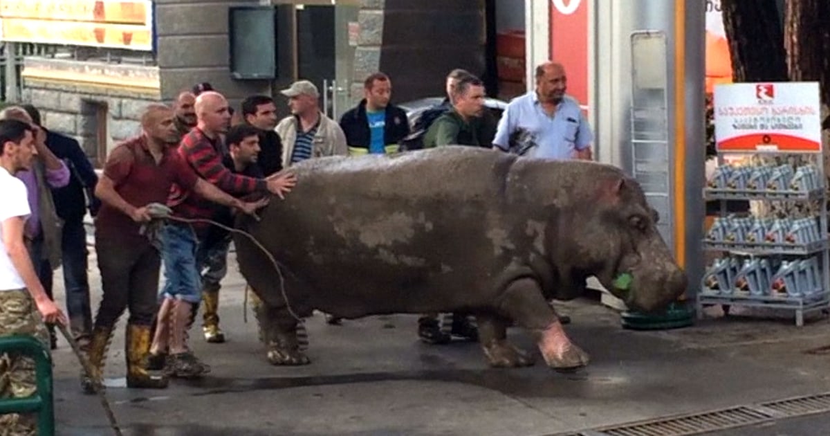 WATCH Hippo Helped Homewards After Escaping From Tbilisi Zoo
